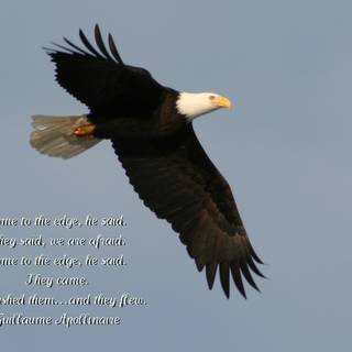 Eagle quotes wallpaper