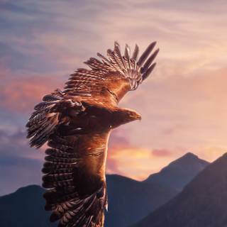 Eagle quotes wallpaper
