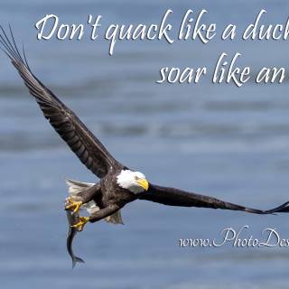 Eagle quotes wallpaper