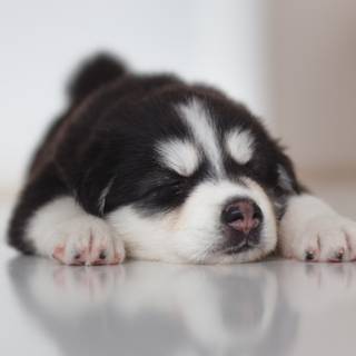 Cute baby Husky wallpaper