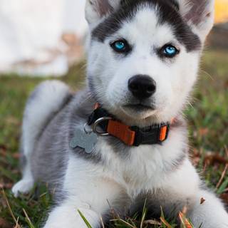 Cute baby Husky wallpaper