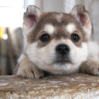Cute baby Husky wallpaper
