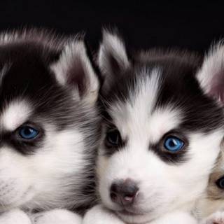 Cute baby Husky wallpaper