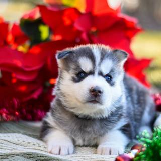 Cute baby Husky wallpaper