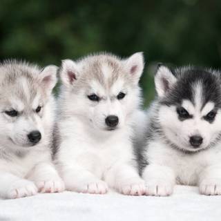Cute baby Husky wallpaper
