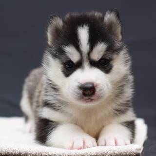 Cute baby Husky wallpaper