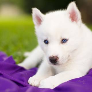 Cute baby Husky wallpaper