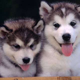 Cute baby Husky wallpaper