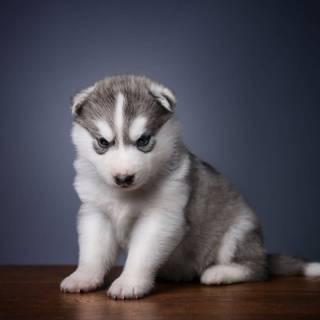Cute baby Husky wallpaper