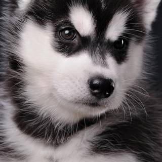 Cute baby Husky wallpaper