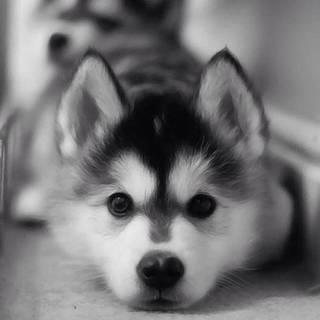 Cute baby Husky wallpaper