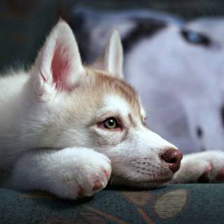 Cute baby Husky wallpaper