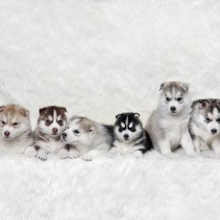 Cute baby Husky wallpaper