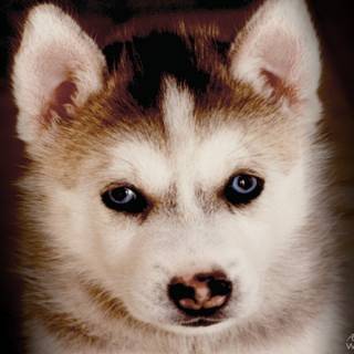 Cute baby Husky wallpaper
