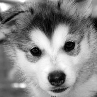 Cute baby Husky wallpaper