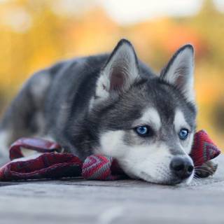 Cute baby Husky wallpaper