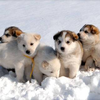 Cute baby Husky wallpaper