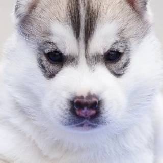 Cute baby Husky wallpaper