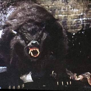 An American Werewolf in London wallpaper