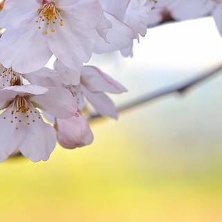 Cute springs wallpaper