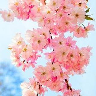 Cute springs wallpaper