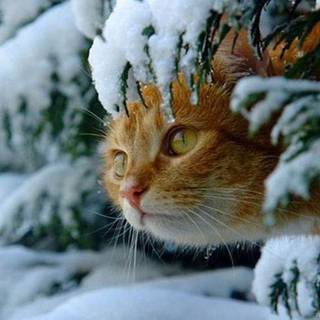 Aesthetic winter cats wallpaper