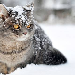 Aesthetic winter cats wallpaper