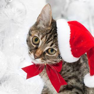 Aesthetic winter cats wallpaper