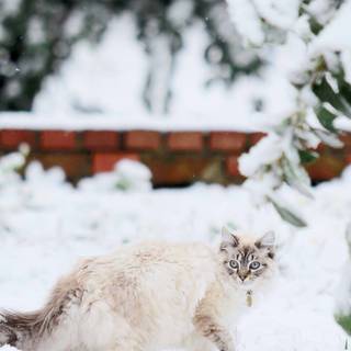 Aesthetic winter cats wallpaper