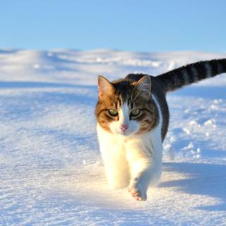 Aesthetic winter cats wallpaper
