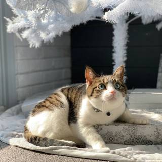 Aesthetic winter cats wallpaper