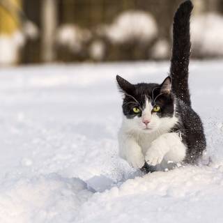 Aesthetic winter cats wallpaper