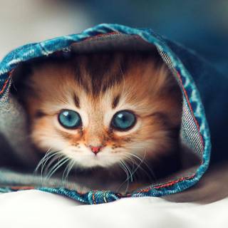 Aesthetic winter cats wallpaper