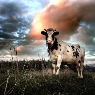 Show cattle wallpaper