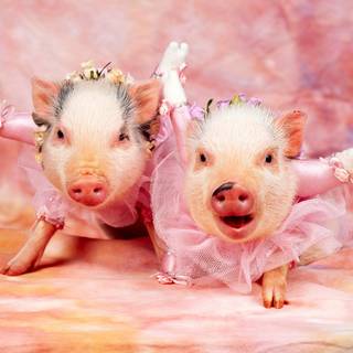 Valentines pigs wallpaper