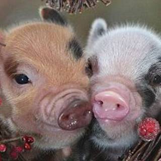 Valentines pigs wallpaper