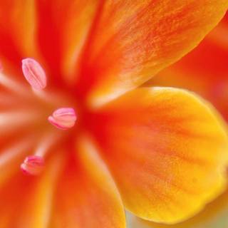 Orange iPhone 4k wallpaper