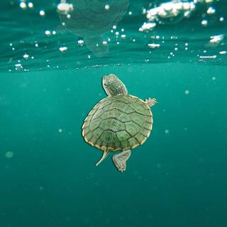 Kawaii turtles wallpaper