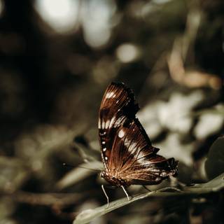 Brown butterfly wallpaper