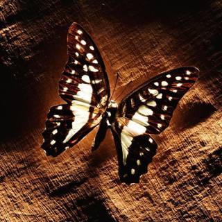 Brown butterfly wallpaper