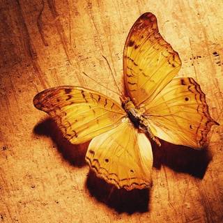 Brown butterfly wallpaper