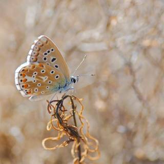 Brown butterfly wallpaper