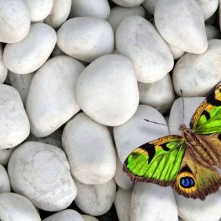 Brown butterfly wallpaper