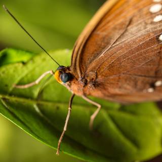 Brown butterfly wallpaper