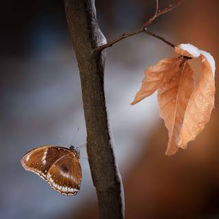 Brown butterfly wallpaper