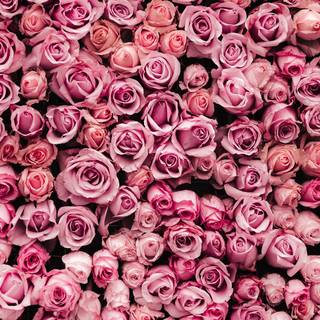 2023 Valentines Day wallpaper