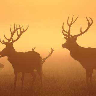 Deer 4k wallpaper