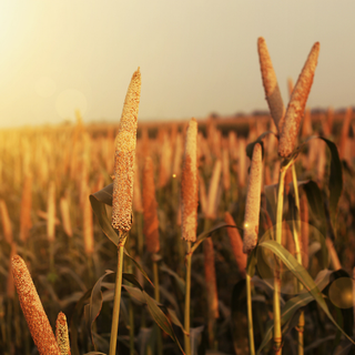 Millets wallpaper
