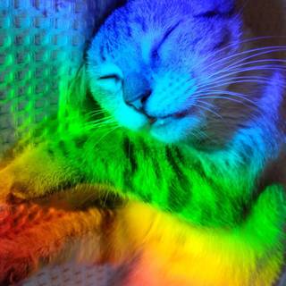 Pride cat wallpaper