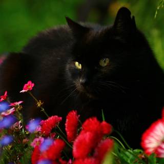 Black cat spring wallpaper